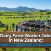 Dairy Farm Worker Jobs in New Zealand: Year-Round Agricultural Careers
